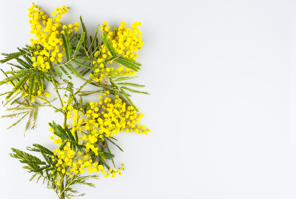 Mimosa