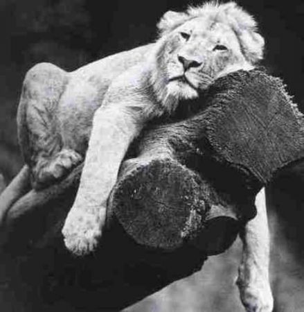 leone noia
