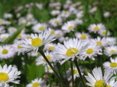 campo margheritine