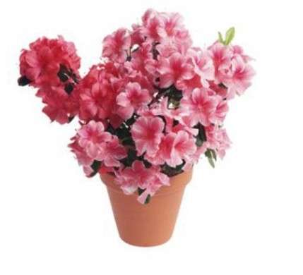 vaso azalea
