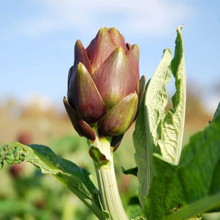 il carciofo benessere