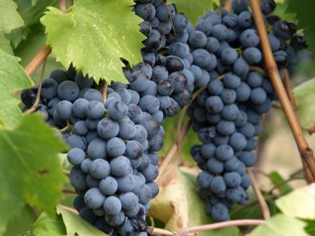 uva rossa vino