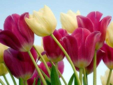 tulipani