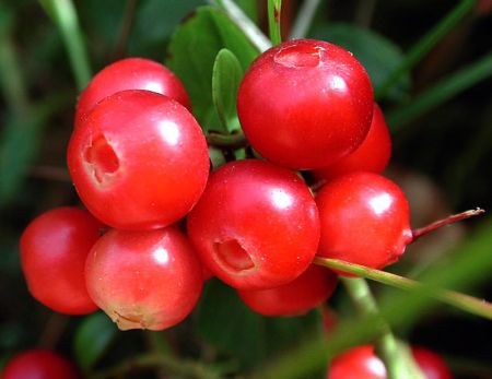 mirtillo rosso vitamine