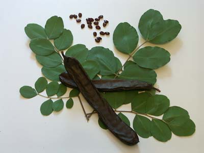 carruba dieta alimentazione