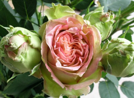 Rosa Donne d Italia 150