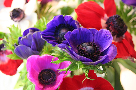 anemoni