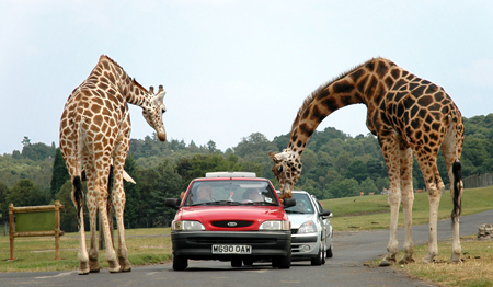 safari park