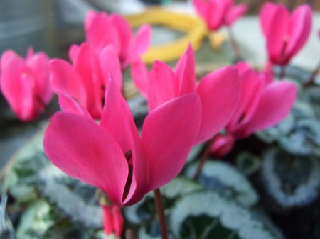 Piantare i ciclamini