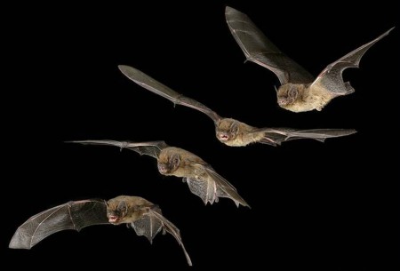 Saliva pipistrello farmaco ictus