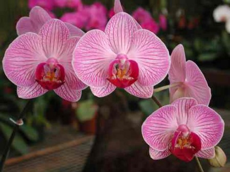 curare le orchidee