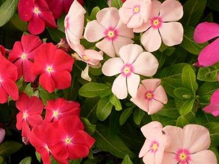 pervinca