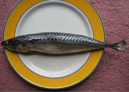 pesce alimentazione