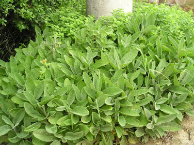salvia erbe aromatiche