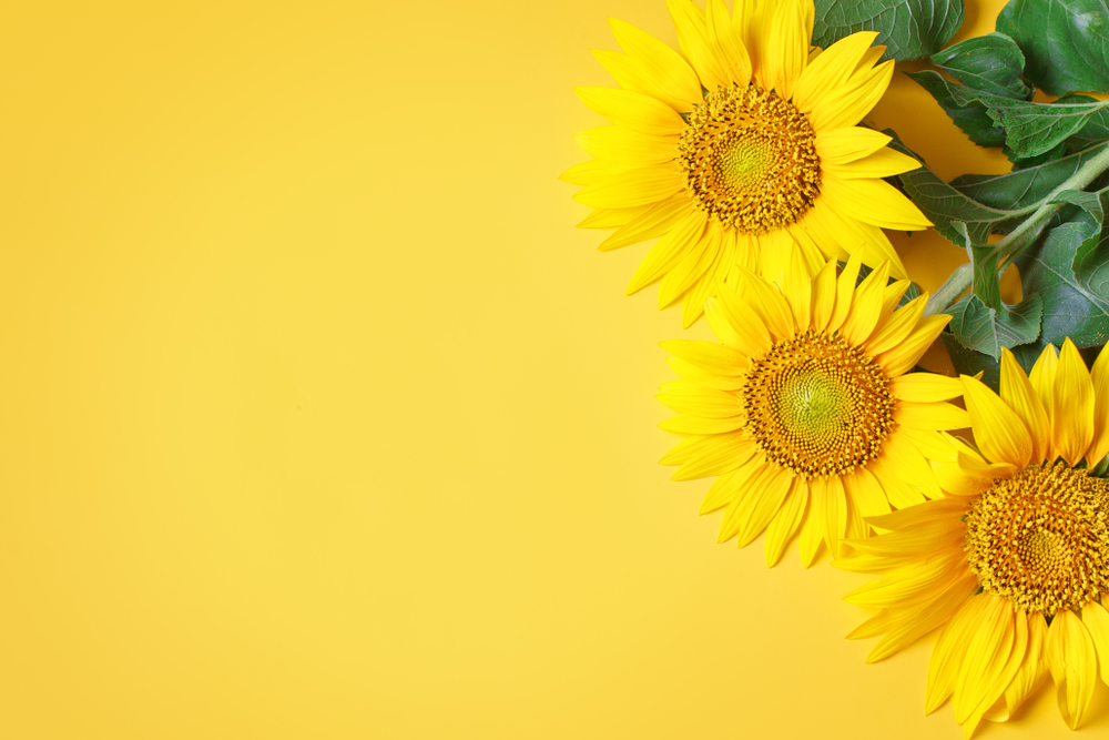 Come coltivare i girasoli in vaso: consigli utili per uno dei fiori più solari
