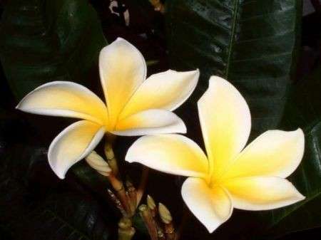 Fiori di Bach