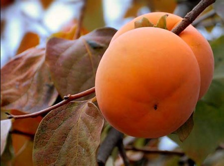 cachi cena ecosostenibile