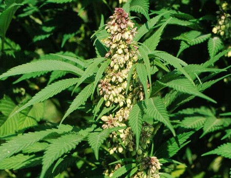 Cannabis sativa canapa alimentazione