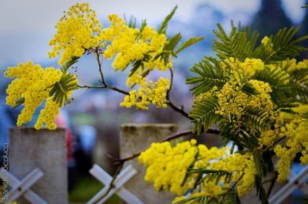Festa della donna cosa fare? Tante idee per festeggiare con le amiche