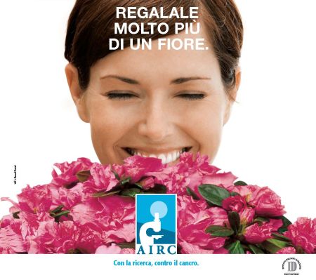 azalea airc