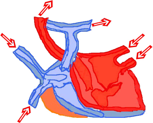 cuore e malattie cardiache