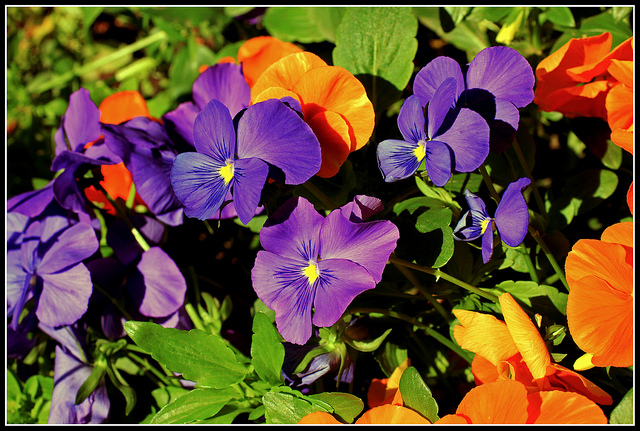 viole in cucina