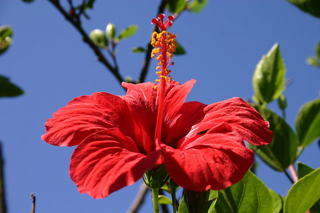 fiori di ibiscus