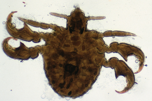 pidocchi pubici