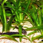 Alga spirulina