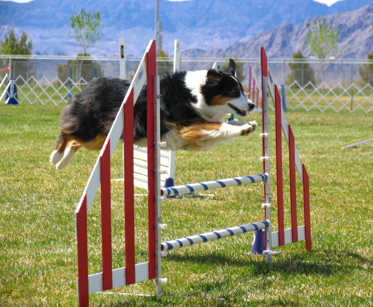 Agility per i cani