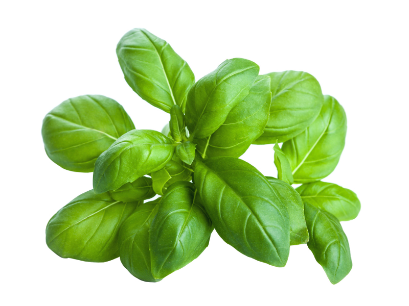 Basilico