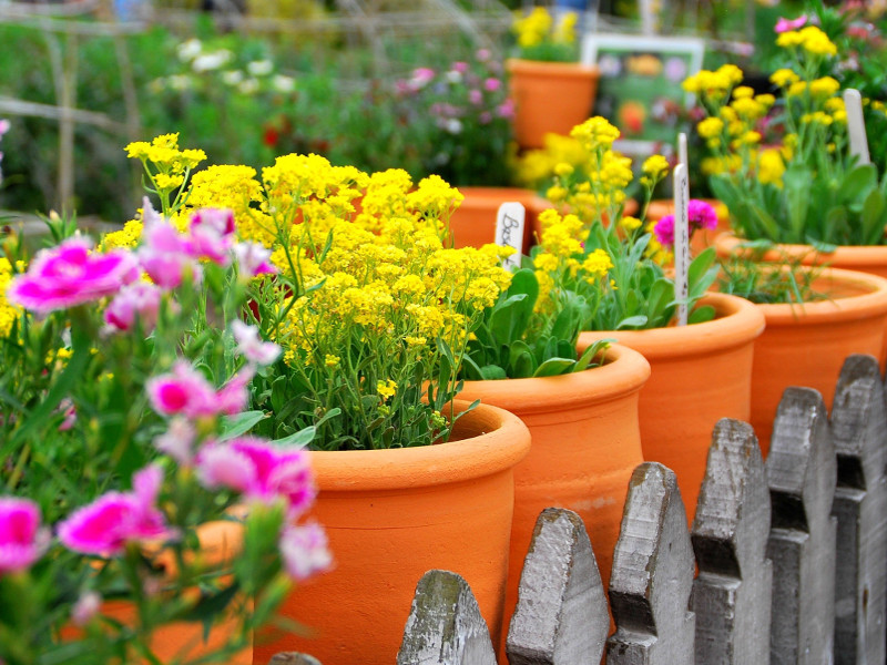 Fiori