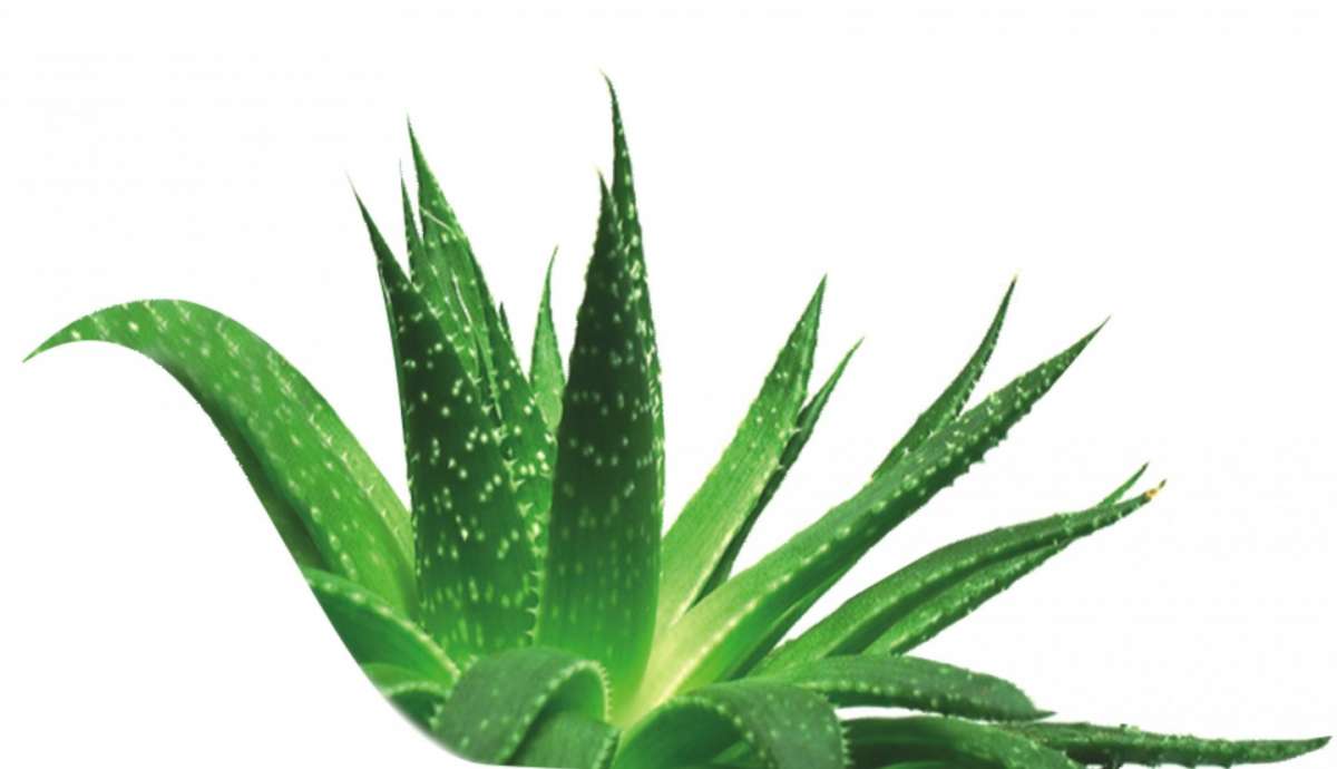 Aloe vera per la crema viso