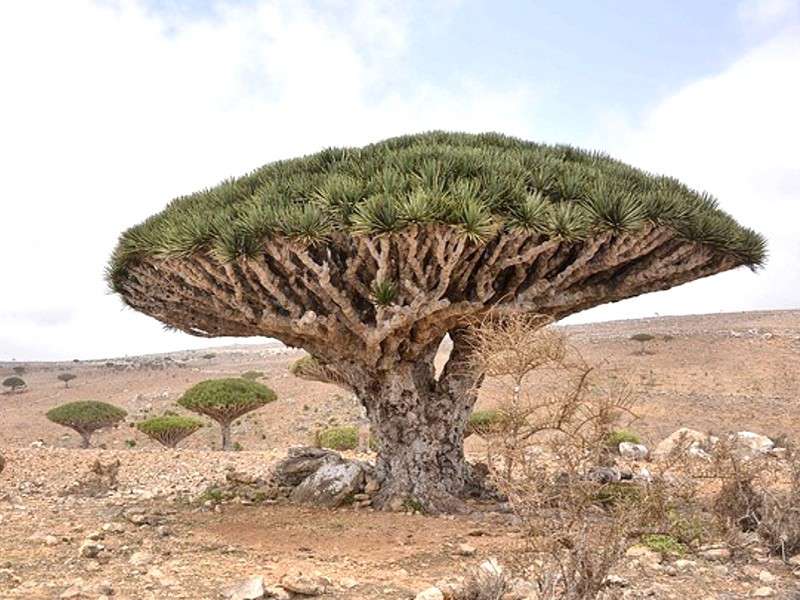 Isola di Socotra