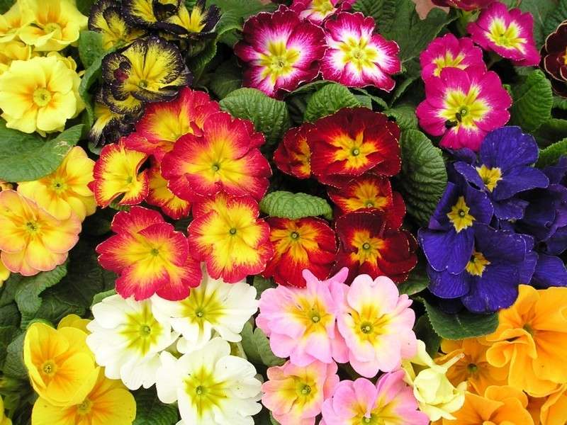 Fiori da giardino perenni