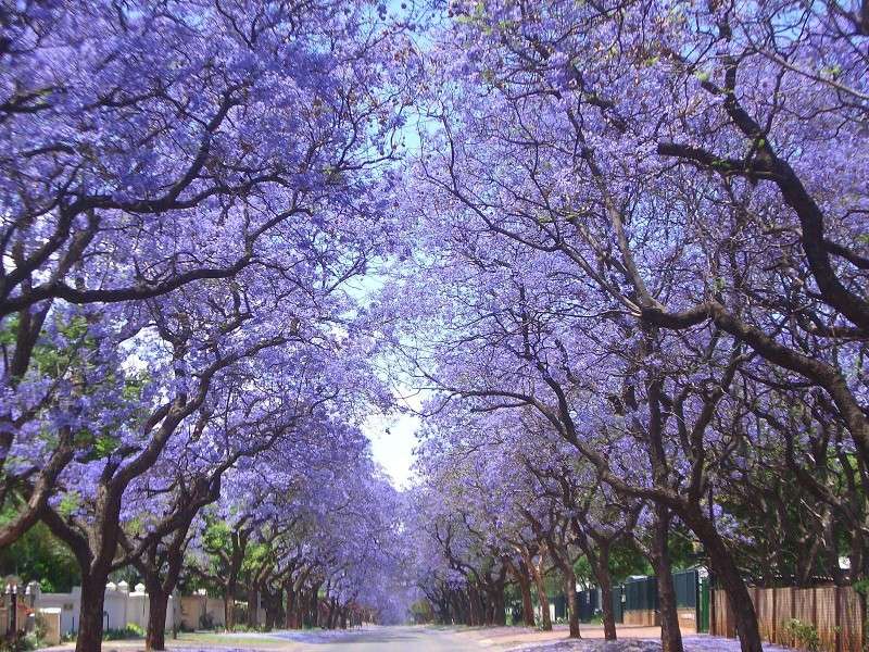 Jacarandas Walk Sudafrica