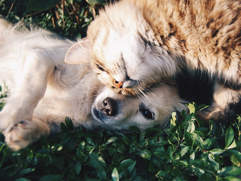 Cani gatti