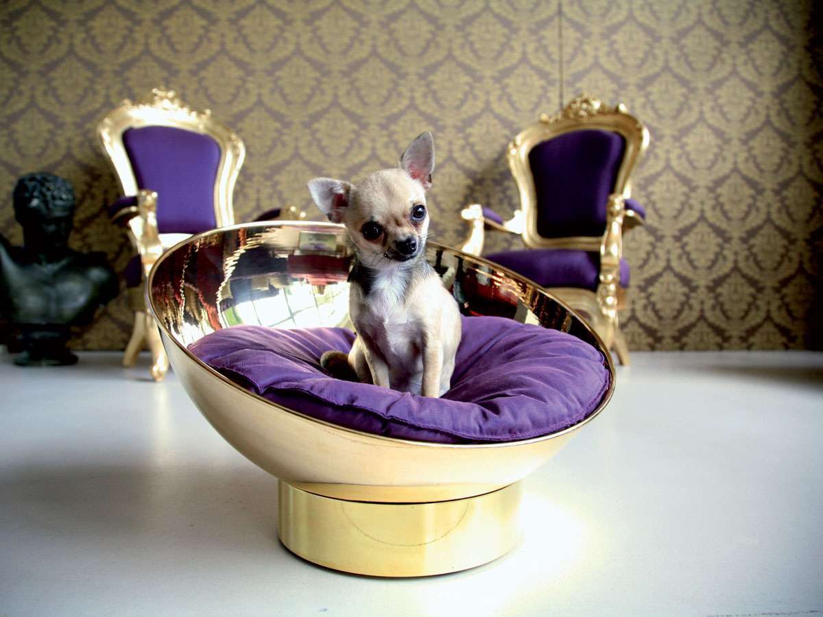 Design e relax per cani e gatti grazie a B.Pet