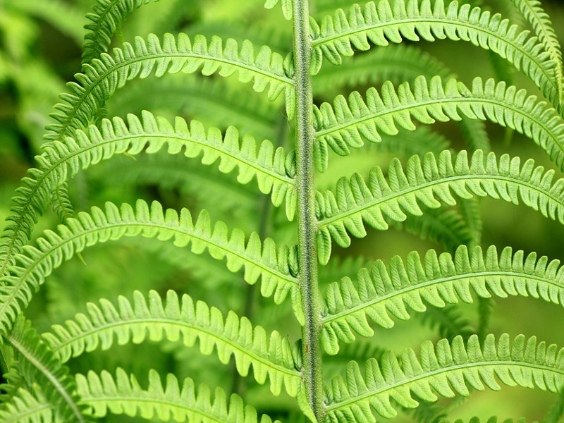 Piante