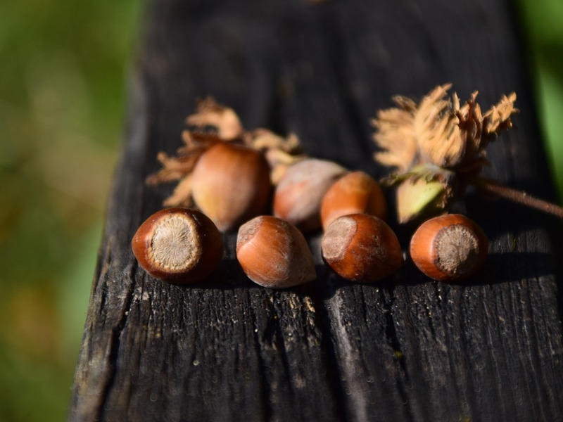 Nocciole
