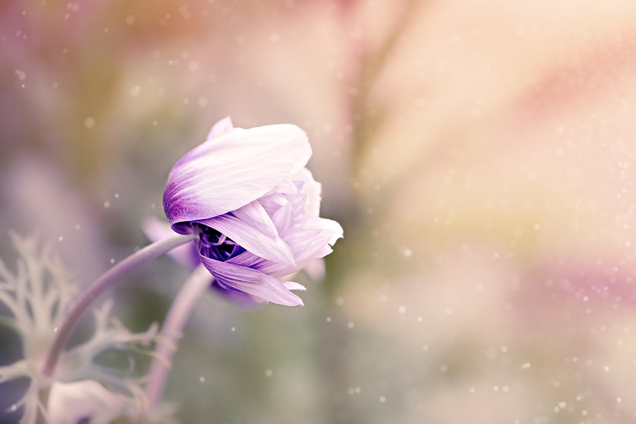 Fiori