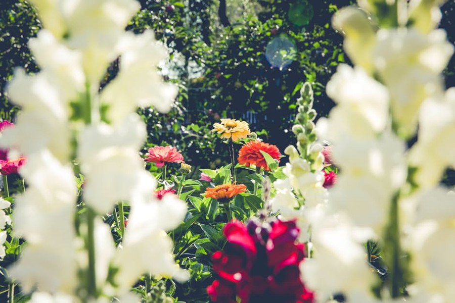 Giardino colorato