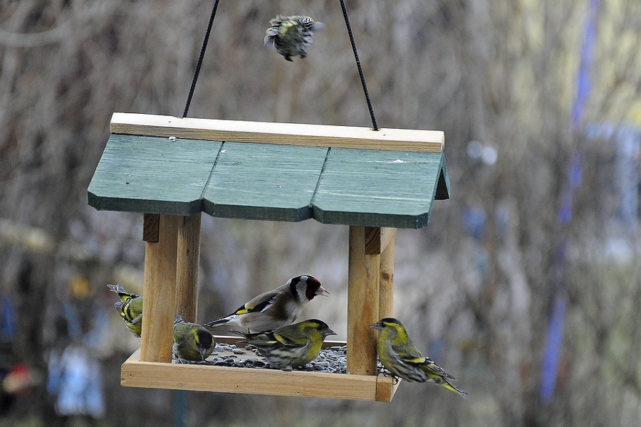 Mangiatoia per uccellini