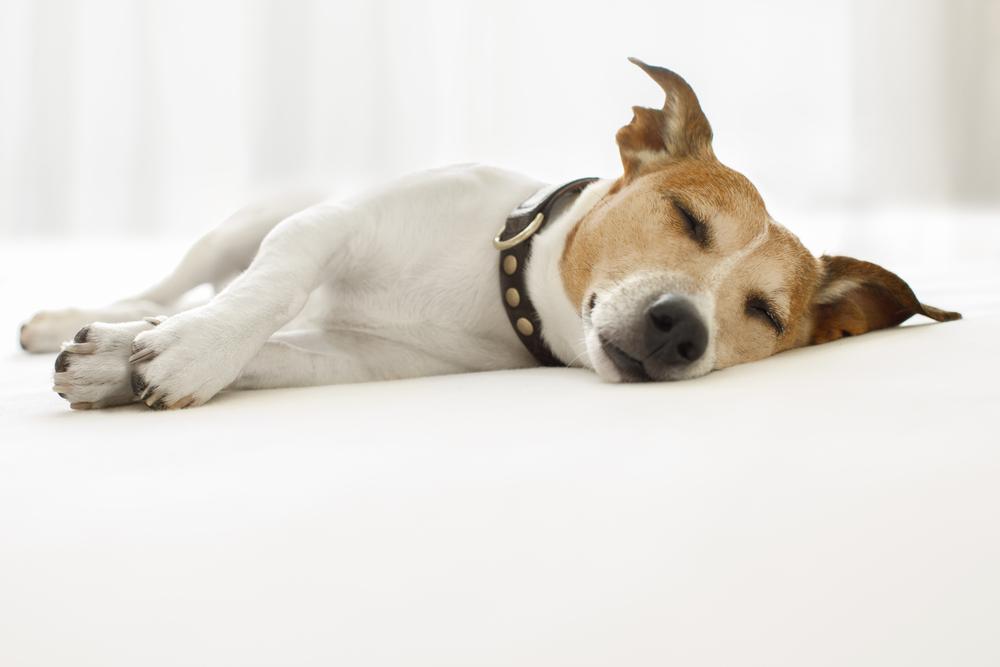 jack russell sdraiato