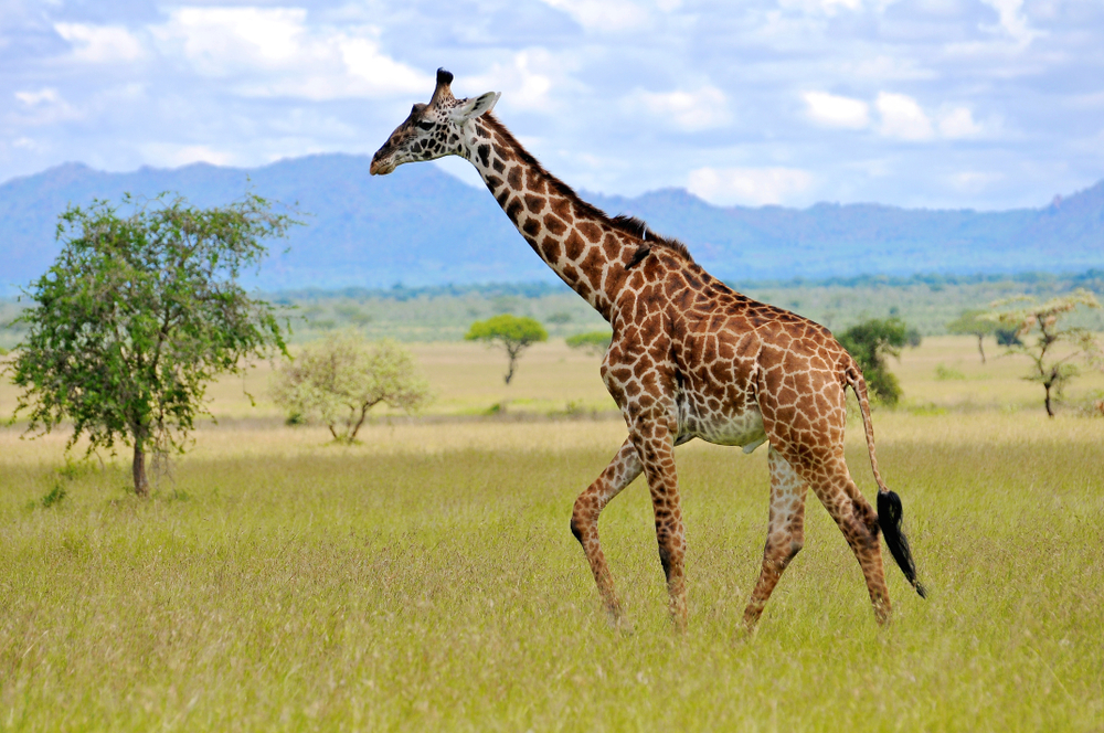 cacciatrice uccide giraffa