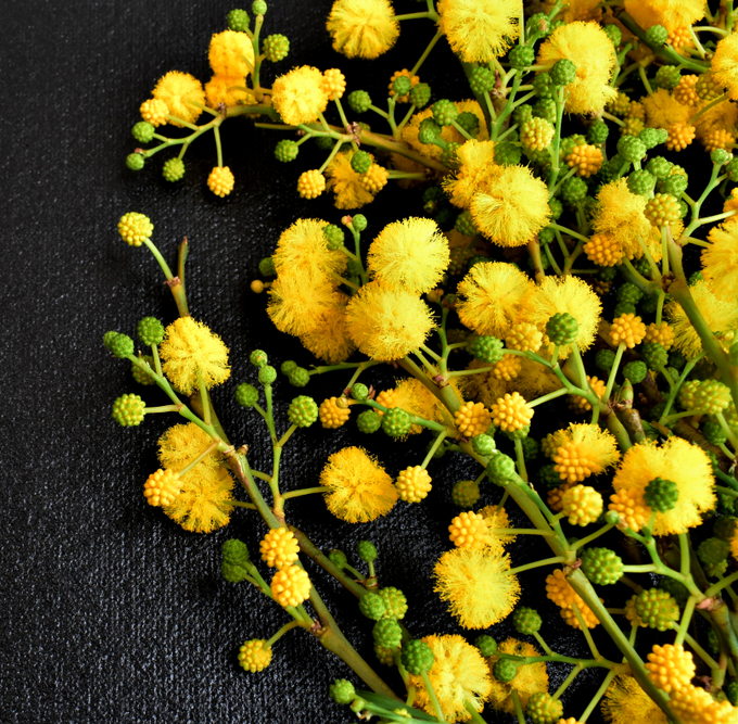 Mimosa