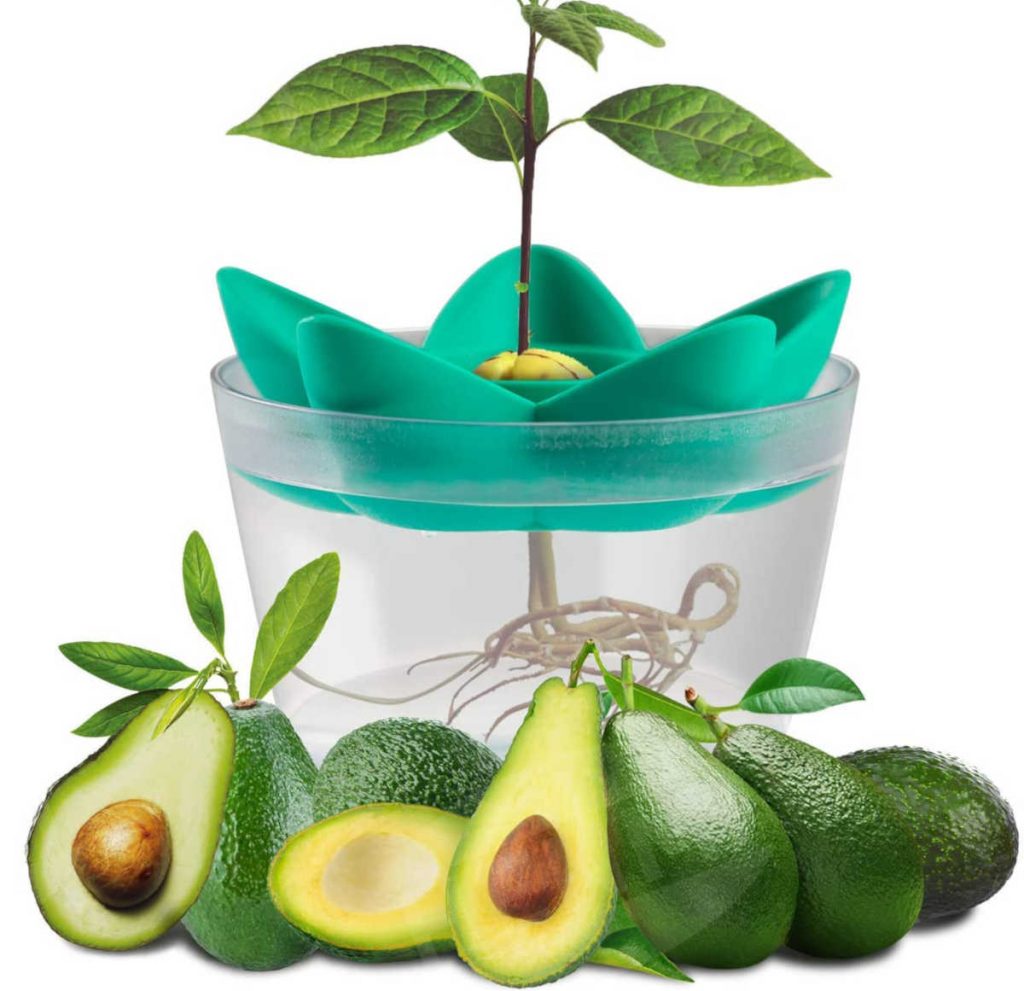 Vaso per coltivare avocado