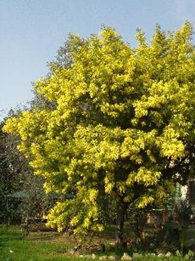 Albero Mimosa