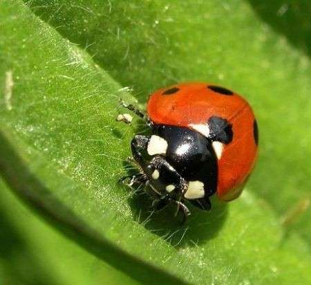 coccinella