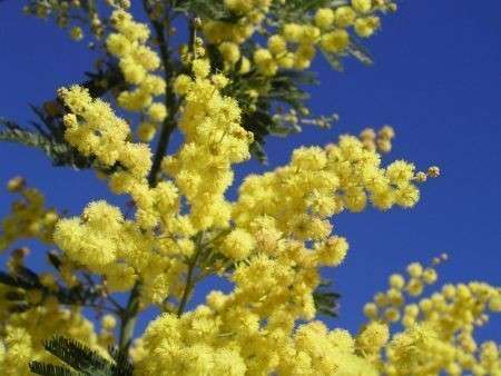 Fiori Mimosa